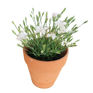 安娜贝拉石竹不可食用多年生地被植物盆栽克拉香草芳香欧石竹观赏