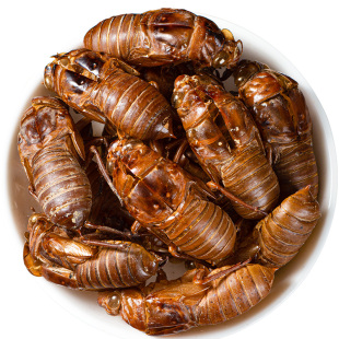 寻百草野生蝉蜕 蝉脱中药材 蝉蜕壳蝉壳蝉衣蝉皮蝉退虫退知了壳皮