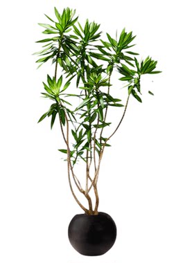 百合竹客厅真绿植老桩造型可选货