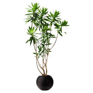 百合竹客厅绿植盆栽精品高端老桩高级感室内真花旺宅植物造型轻奢