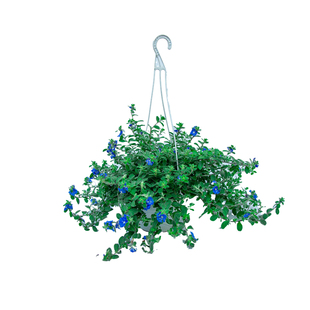 蓝星花盆栽吊兰带花苞室内阳台开花植物室外吊挂绿植四季花卉垂吊