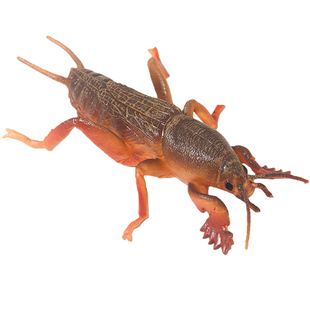 仿真蝼蛄模型独角仙儿童蟋蟀玩具知了蜉蝣瓢虫昆虫科教育甲虫标本