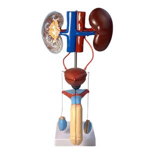 人体泌尿生殖系统模型肾脏解剖膀胱输尿管结构造立体教学仪器教具