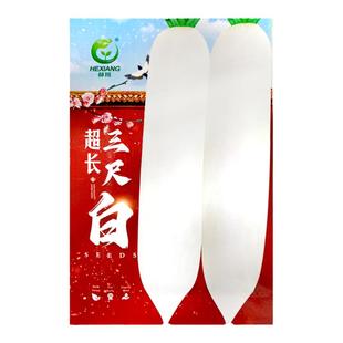 甜脆三尺象牙白萝卜种子白罗卜种籽耐寒耐湿秋播农家菜园蔬菜种孑