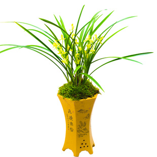 兰花盆栽植物名贵建兰铁骨素梅四季兰草兰花苗带花苞大众国兰漳州