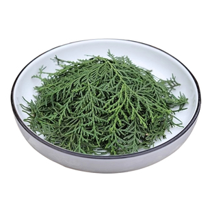 侧柏叶新鲜野生柏叶扁柏叶柏树枝叶洗头发养发家用侧柏皂洗发皂角