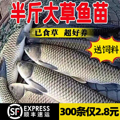 新款优质大草鱼苗20cm大规格好养皖鱼苗花鲢鱼白鲢鱼螺丝青鱼鲫鱼