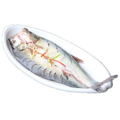 大白刁600g开背去脏湖南刁子鱼新鲜腌制冷冻翘嘴鱼水产餐饮商用