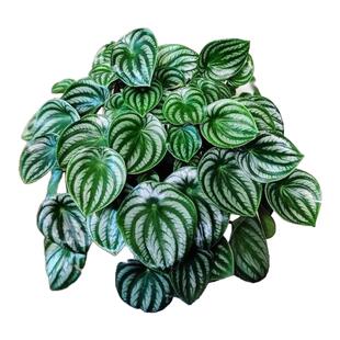 花与花器 西瓜皮椒草盆栽 红宝石红天使 北欧ins室内桌面四季绿植