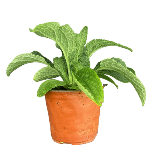深山花奴 【盆苗】毛地黄粉豹斑点桃粉趣味庭院花境阳台线性植物