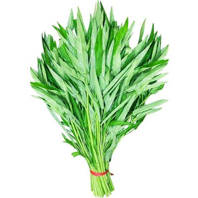 大叶三叉高产空心菜种籽