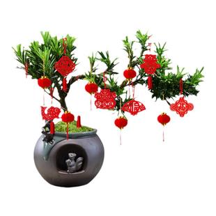 乔迁之喜盆景挂件装饰搬家入宅仪式新居新房场景布置发财树挂饰