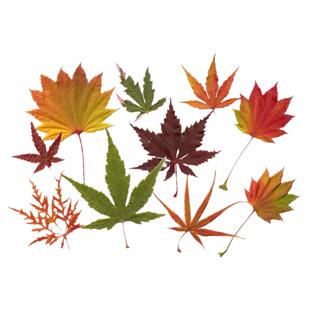 海蒂的花园红叶枫树盆栽苗庭院园林景观风景树室外地栽观叶植物