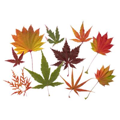 海蒂的花园红叶枫树盆栽苗庭院园林景观风景树室外地栽观叶植物