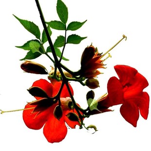 凌霄花树苗盆栽爬藤垂吊植物阳台庭院花期长地栽炮仗花苗驱蚊虫