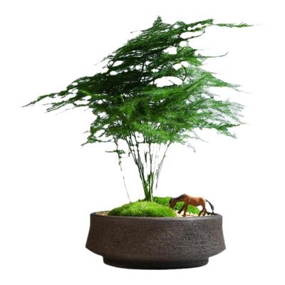 文竹小盆栽好养植物办公室桌面