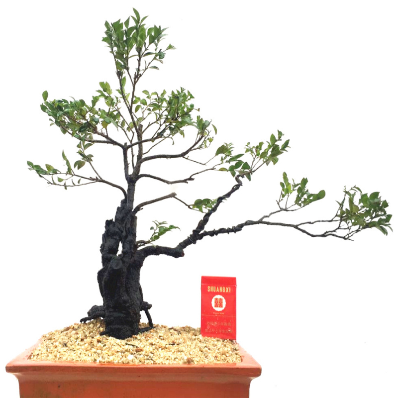 岭南盆景小叶紫檀树桩室内室外客厅树苗黑骨茶盆栽绿植物老桩耐寒