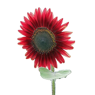 鸿运向日葵种子红色葵花籽多头切花文森特泰迪熊观赏阳台盆栽春播