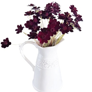 巧克力秋英鲜切花暗黑色系鲜花云南基地直发室内水养新鲜插花顺丰