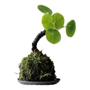 镜面草网红多肉金线老桩铜钱桌面盆栽观叶植物茶几办公桌室内绿植