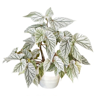 飞雪竹节秋海棠 唐米勒  白雪 Begonia Don Miller  室内绿植盆栽