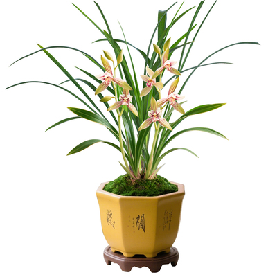 【小桃红】兰花苗浓香型建兰窗台