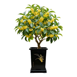 四季桂花盆栽天香甜桂带盆栽好浓香型绿植室内花卉老桩植物好养活