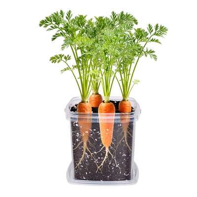 胡萝卜儿童种植小盆栽3天发芽