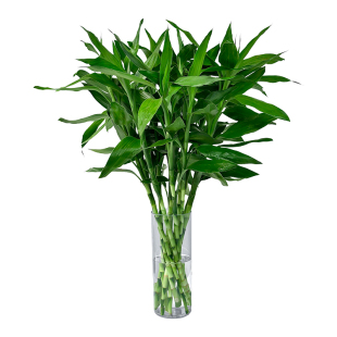 富贵竹水培植物客厅招发财竹子鸿运竹绿植盆栽花卉植物室内花紫竹