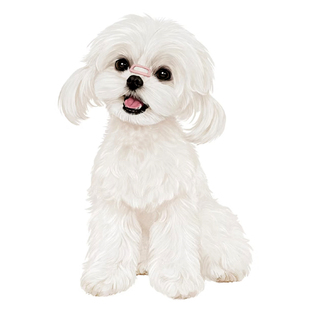 马尔济斯犬品相鉴定估价猫狗品相宠物鉴定马耳他韩版小体马尔济斯