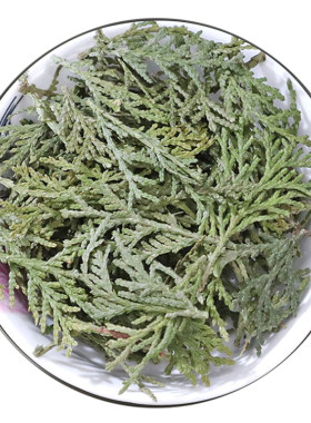 侧柏叶野生500克天然货0添加