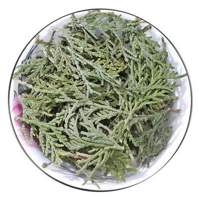 侧柏叶野生500克天然货0添加