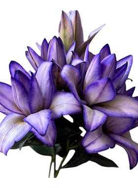 吸色紫霞仙子重瓣百合花顺丰直发