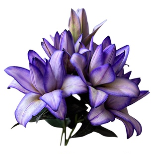 重瓣百合花紫霞仙子吸色重瓣香水百合花鲜花顺丰快递云南基地直发