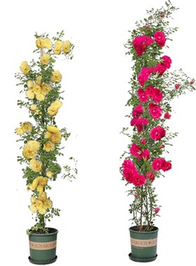 白红黄木香花盆栽七里香蔷薇爬藤