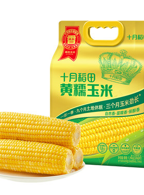 十月稻田黄糯玉米220g*8根