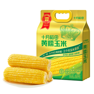 25年新玉米十月稻田黄糯玉米220g*8根东北新鲜糯玉米低脂拉丝真空