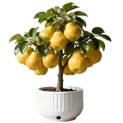 红香酥梨秋月翠冠砀山丰水红啤梨