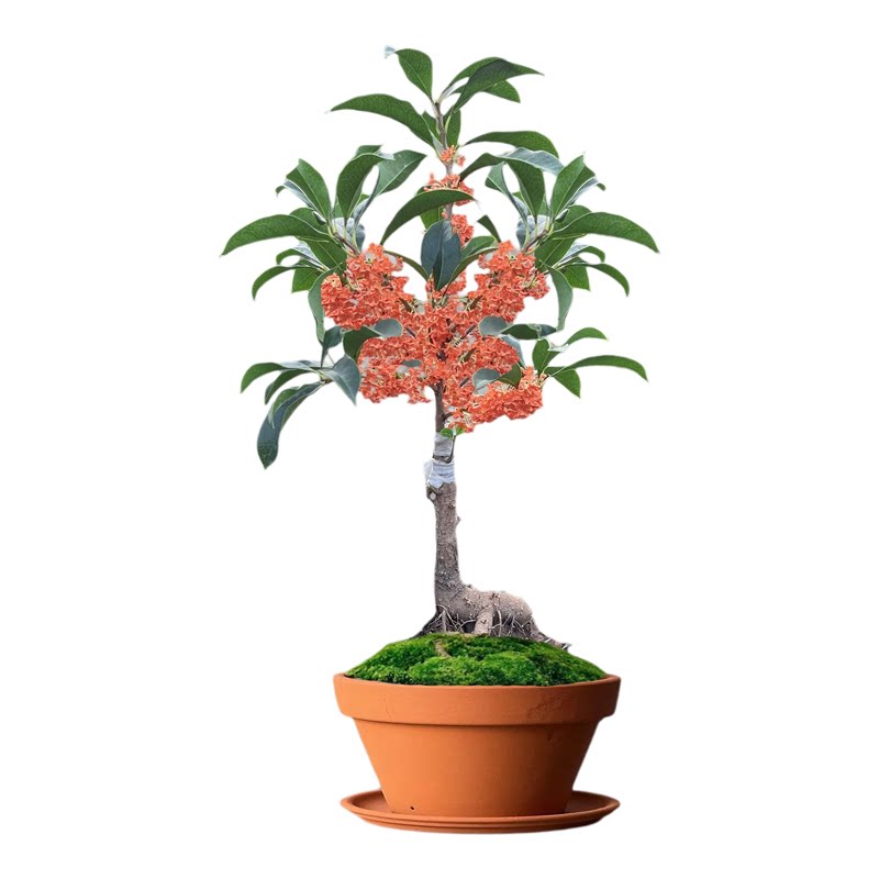 高杆桂花树四季桂花树苗桂花树苗大树植物高杆嫁接桂花四季丹金桂
