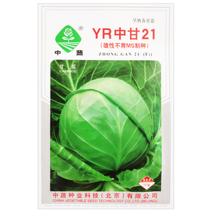 甘蓝种子大头菜包菜种籽大全牛心甘蓝农科院包菜种孑卷心菜中甘21