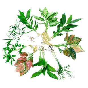 水培吉利红植物室内绿植绿萝花卉小盆栽富贵竹四季水生白掌龟背竹