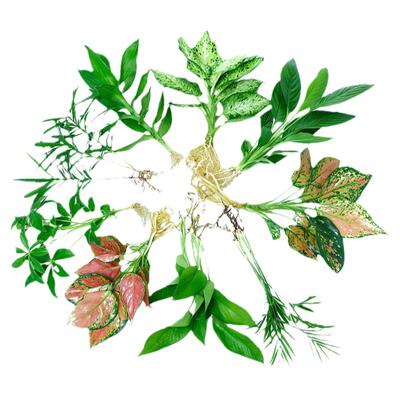 水培吉利红植物室内绿植