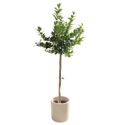 香水柠檬树盆栽客厅绿植