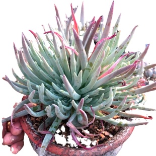 多肉植物爱杜丽丝奴婢吉娜白菊初霜绿体实生苗老桩仙女杯大颗包邮