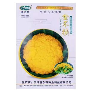 黄花菜种子黄色花椰菜种籽四季菜花水果法国日本流行秋春季
