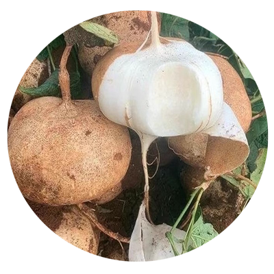 凉薯种籽牧马山地瓜子苗番