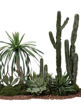 仿真绿植沙漠仙人掌沙生植物造景