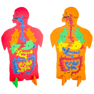 EVA科技小制作内脏拼图模型科学实验认知大号人体器官DIY消化系统