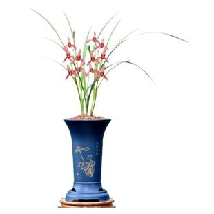 翁源兰花老种四季建兰红花客家妹红香妃市长红带花浓香好养卉盆栽