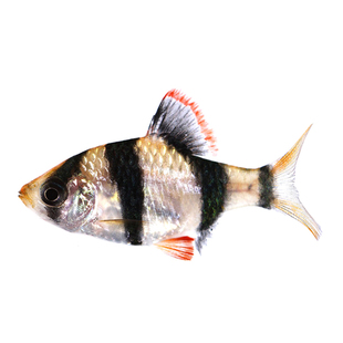 热带鱼观赏鱼活体三间虎皮鱼黄金虎皮蓝绿虎皮球虎皮长尾虎皮